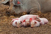 Domestic pig, free range sow and sleeping piglets, UK, August 2010