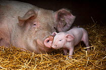 Domestic pig, hybrid large white sow and piglet sniffing noses, UK, September 2010