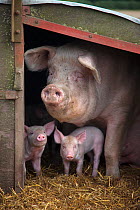 RF- Domestic pig, hybrid large white sow and piglets in sty, UK, September 2010. (This image may be licensed either as rights managed or royalty free.)