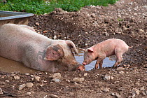 Domestic pig, large white sow and piglets in wallow, UK, August 2010