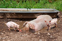 Domestic pig, large white sow and piglets in wallow, UK, August 2010