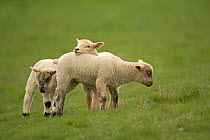Domestic sheep, lambs playing in field, Goosehill Farm, Buckinghamshire, UK, April 2005