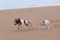 English Springer Spaniel and Jack Russell running on beach, Norfolk, UK, April 2009