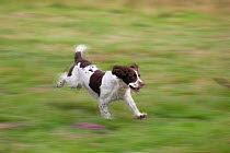 English Springer Spaniel running, UK