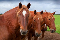 Suffolk Punch heavy horses in field, UK, September