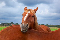 Suffolk Punch heavy horse in field resting head another's back, UK, September