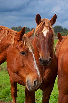 Suffolk Punch heavy horses in field, UK, September