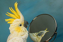 Pet Sulphur crested cockatoo (Cacatua galerita) looking at itself in mirror with crest raised, UK