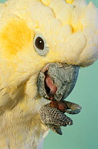 Pet Sulphur crested cockatoo (Cacatua galerita) feeding, holding food in claws, UK