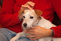 Jack Russell terrier relaxing at home with owner
