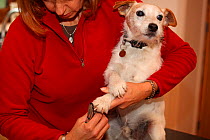 Woman holding and clipping the nails of a Jack Russell terrier, UK