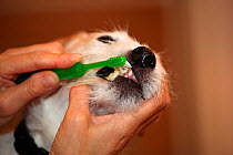 Woman holding and cleaning the teeth of a Jack Russell terrier, UK