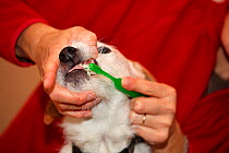 Woman cleaning the teeth of a Jack Russell terrier, UK