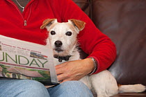 Woman reading newspaper with Jack Russell terrier on her lap, UK