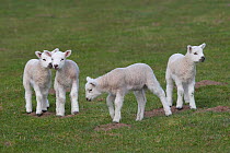 Domestic sheep, Texel lambs playing in a field, Norfolk, UK, March