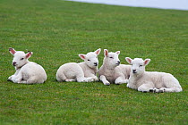 Domestic sheep, Texel lambs resting in a field, Norfolk, UK, March