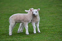 Domestic sheep, two lambs interacting in a field, Norfolk, UK, March