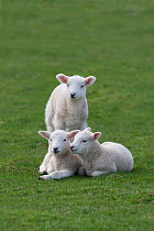 Domestic sheep, three lambs together in a field, Norfolk, UK, March