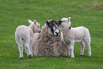 Domestic sheep, ewe and two lambs in a field, Norfolk, UK, March