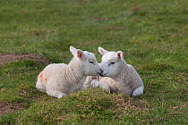 Domestic sheep, Texel lambs together in a field, Norfolk, UK, March