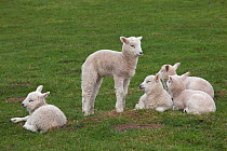 Domestic sheep, group of lambs together in a field, Norfolk, UK, March