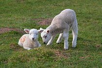 Domestic sheep, two Texel lambs playing in a field, Norfolk, UK, March