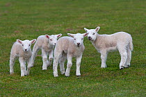 Domestic sheep, four Texel lambs together in a field, Norfolk, UK, March