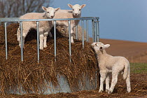 Domestic sheep, Texel lambs playing in hay feeder in field, Norfolk, UK, March