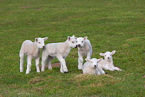 Domestic sheep, group of five Texel lambs together in a field, Norfolk, UK, March