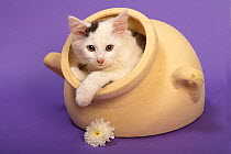 Domestic cat, tortoiseshell kitten in flower pot