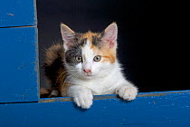 Domestic cat, tortoiseshell kitten in blue shed