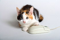 Domestic cat, tortoiseshell kitten playing with computer mouse