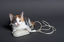 Domestic cat, tortoiseshell kitten playing with computer mouse