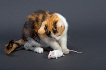 Domestic cat, tortoiseshell kitten watching white mouse