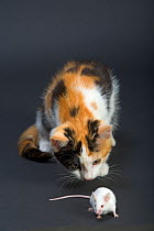 Domestic cat, tortoiseshell kitten playing with white mouse