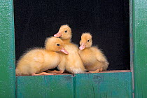 Three Ducklings at entrance to green shed