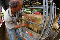Vacinating cattle against Blue Tongue Disease, Yare Valley, Norfolk, UK, June 2008