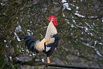 Domestic chicken, Welsummer Bantum cock crowing in winter, UK, March