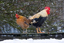 Domestic chicken, Welsummer Bantum cock and hen in winter, UK, March