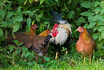 Domestic chicken, Welsummer Bantum cock and hens in garden undergrowth, UK, August