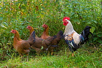 Domestic chicken, Welsummer Bantum cock and hens in garden undergrowth, UK, August