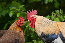 Domestic chicken, Welsummer Bantum cock and hens, UK, August