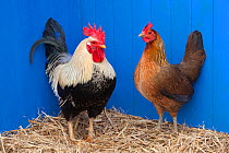 Domestic chicken, Welsummer Bantum cock and hens in blue shed, UK