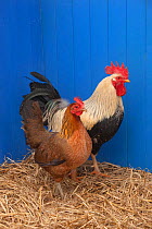 Domestic chicken, Welsummer Bantum cock and hen in blue shed, UK