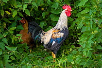 Domestic chicken, Welsummer Bantum cock and hens garden undergrowth, UK