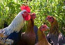 Domestic chicken, Welsummer Bantum cock and hens in garden undergrowth, UK
