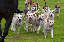 Domestic dog, Fox Hounds of the West Norfolk Hunt, Norfolk, UK, May 2009