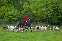 Domestic dog, Fox Hounds and huntsman of the West Norfolk Hunt, Norfolk, UK, May 2009