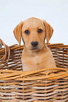 Yellow Labrador  puppy sitting in basket