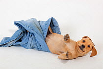 Yellow Labrador puppy playing with a pair of old jeans